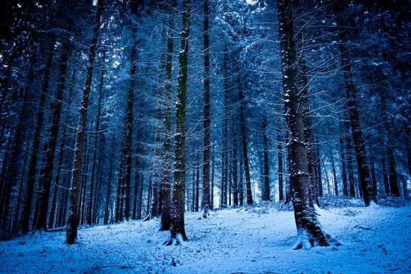 Woodland