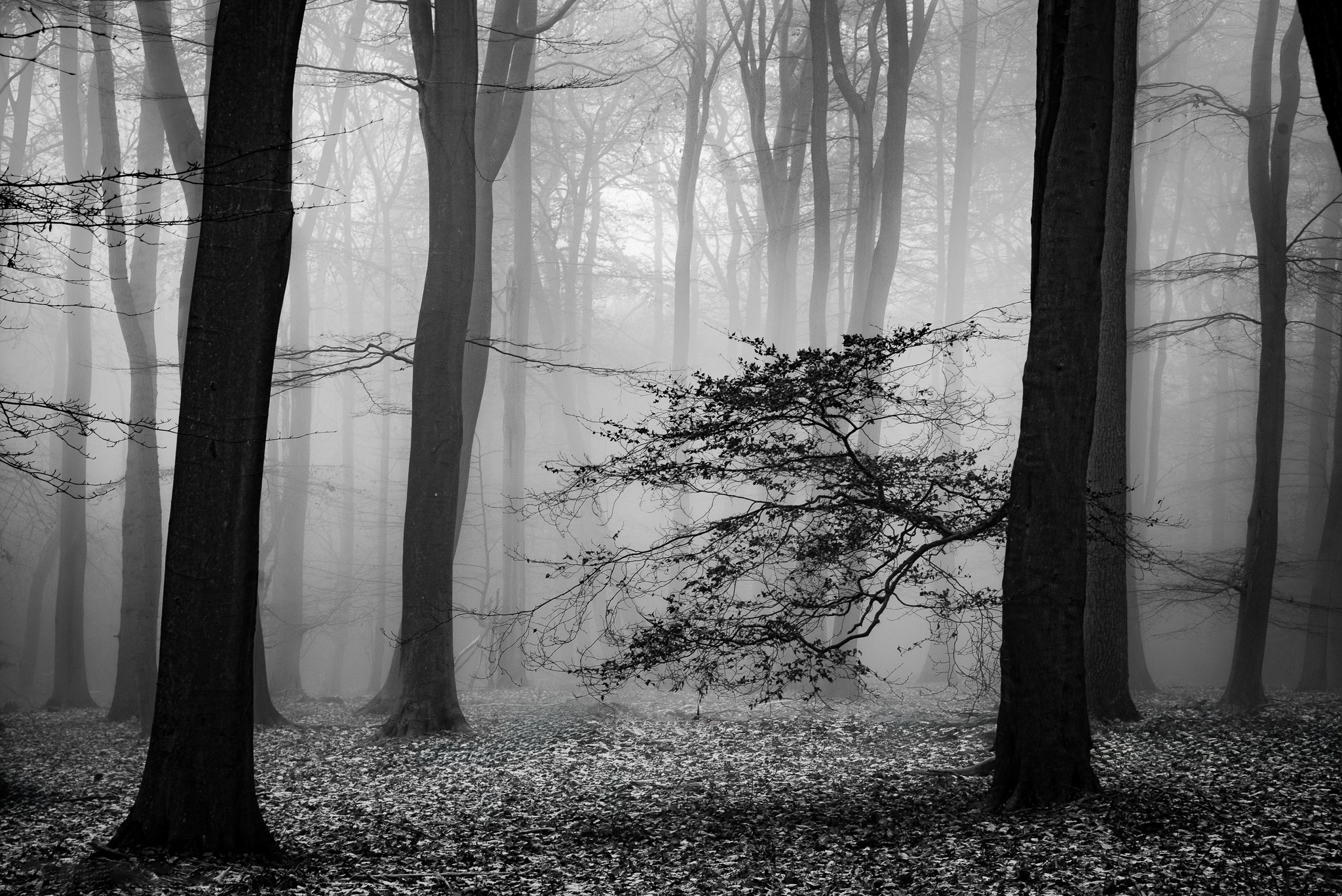 DSC_3699-Edit.jpg