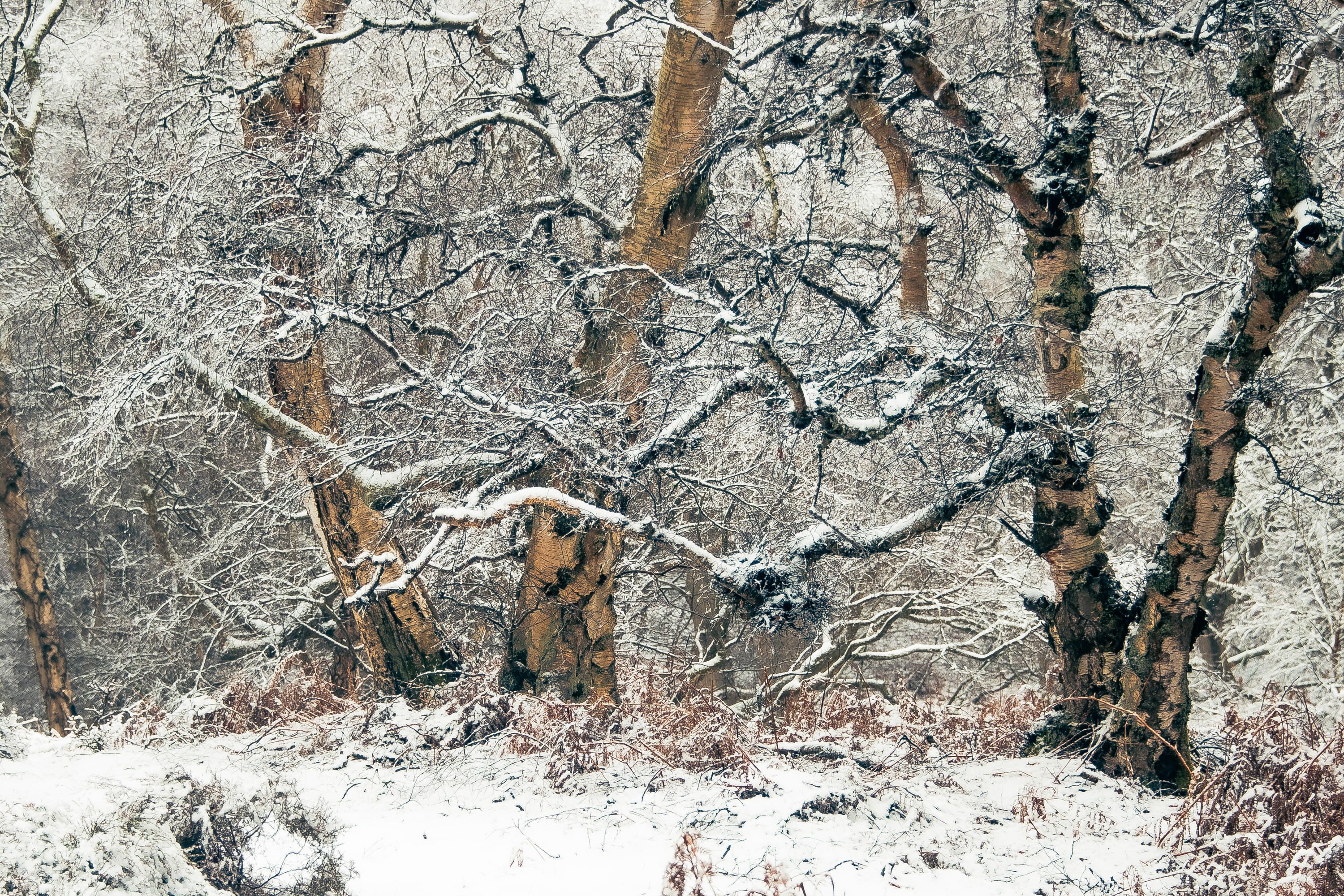 DSC_4093.jpg