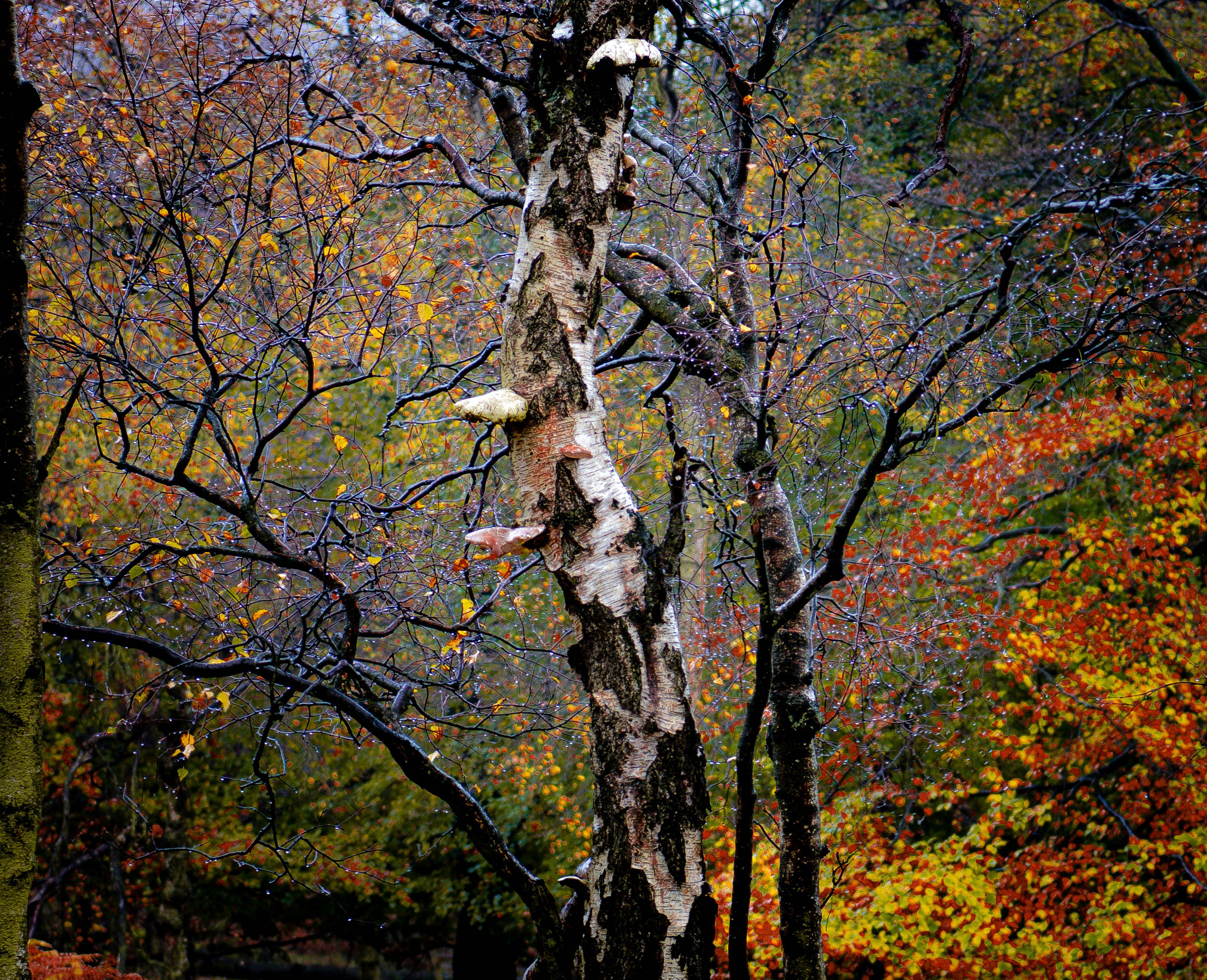 _DSC3506.jpg